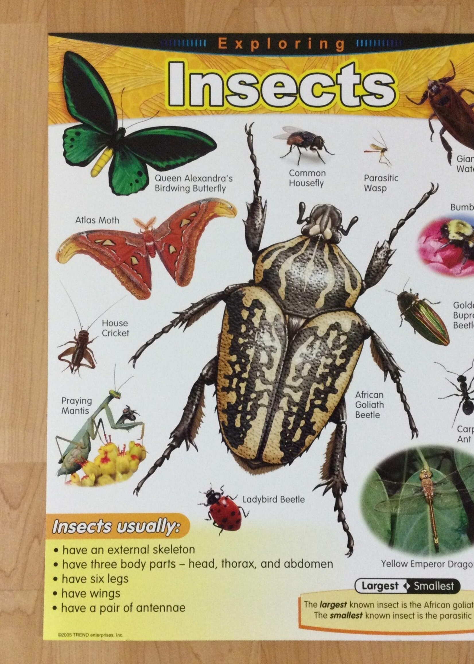 Insects Chart