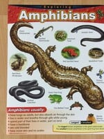 Amphibians Chart