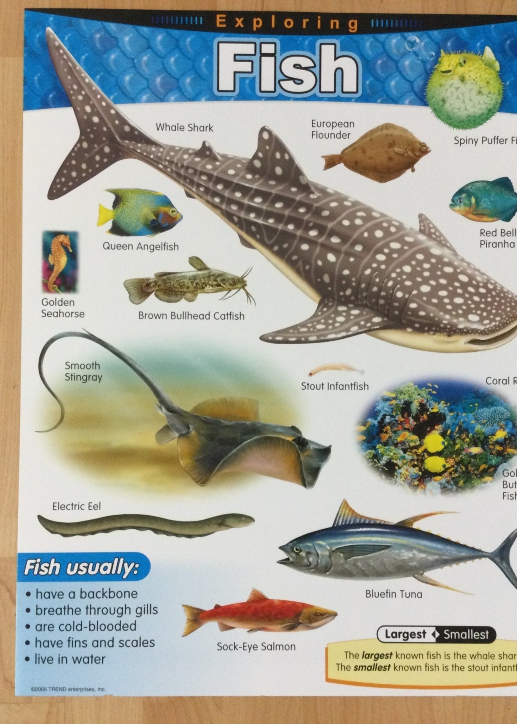 Fish Chart School Spot