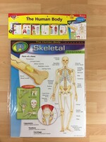 The Human Body Bulletin Board 7pc