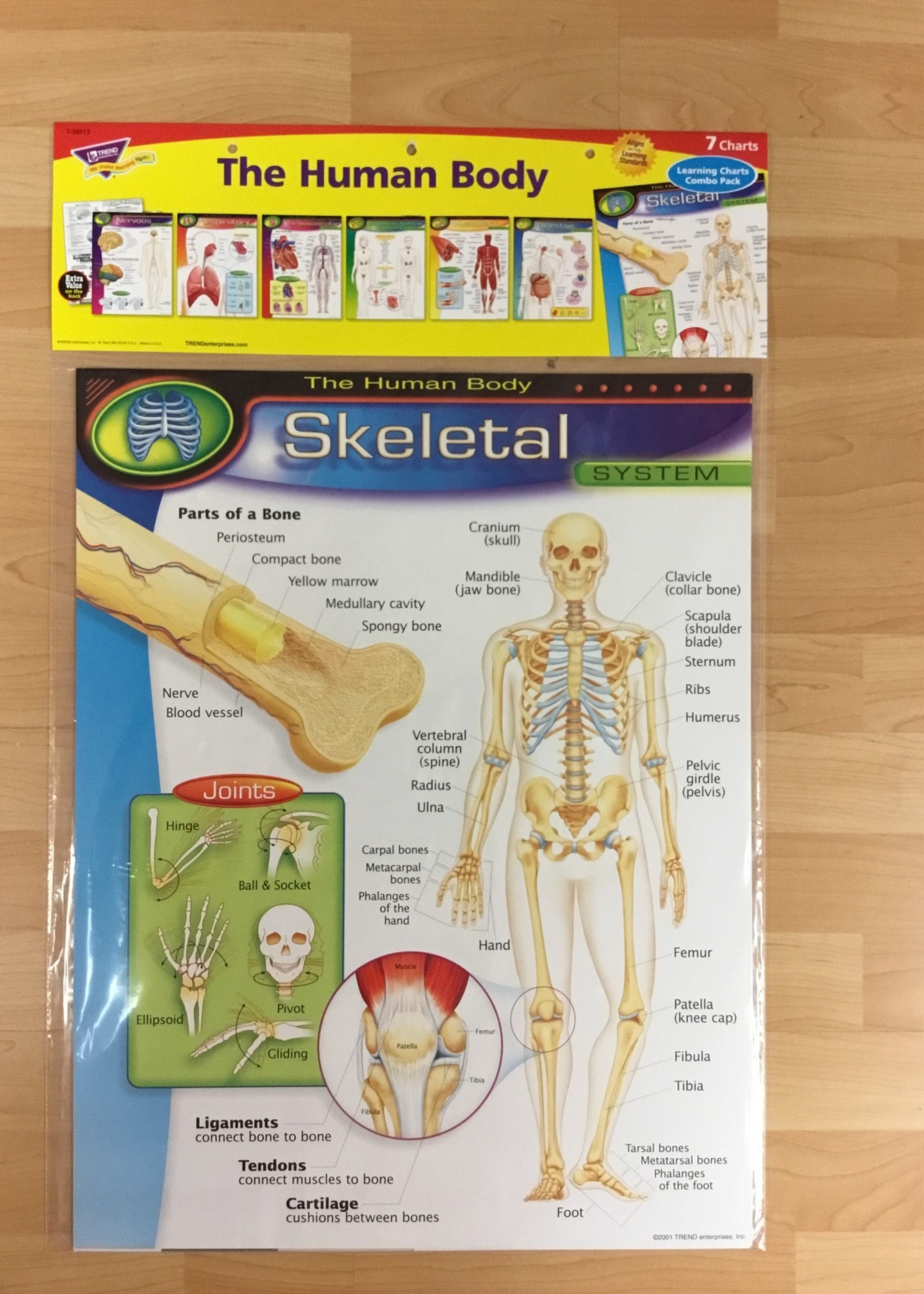 The Human Body Bulletin Board 7pc