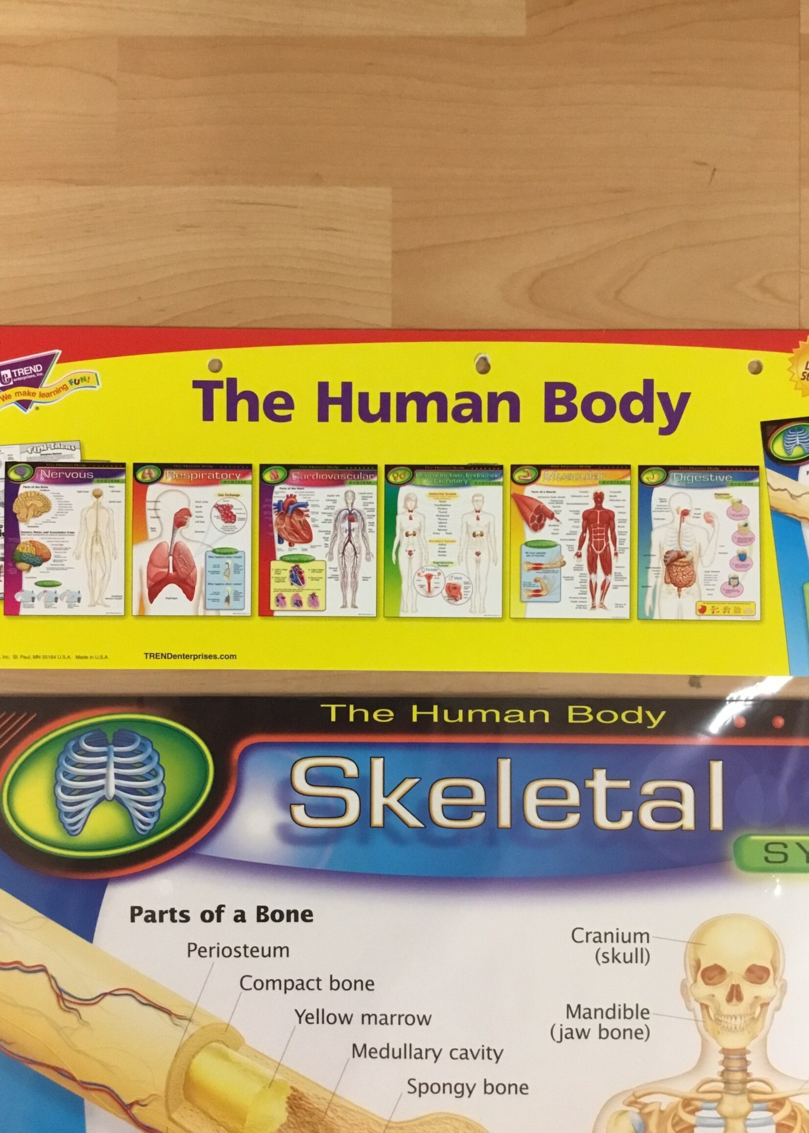 The Human Body Bulletin Board 7pc
