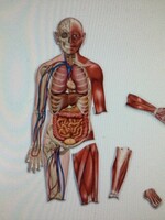 Double-Sided Magnetic Human Body
