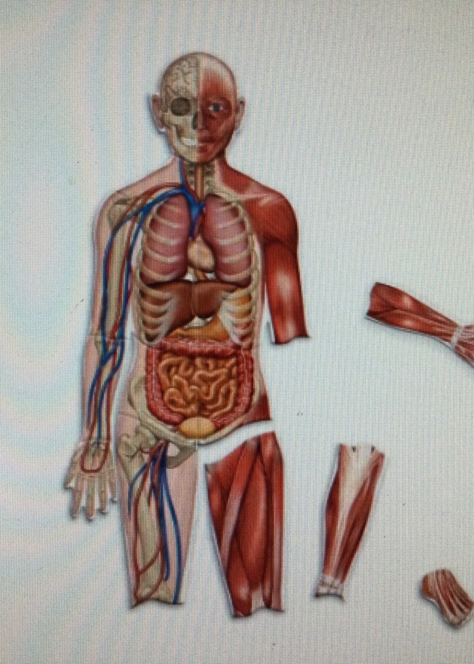 Double-Sided Magnetic Human Body