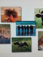 Amusing Animals Language Cards 68 photos