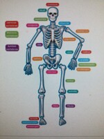 Magnetic Human Skeleton w/labels 40pc
