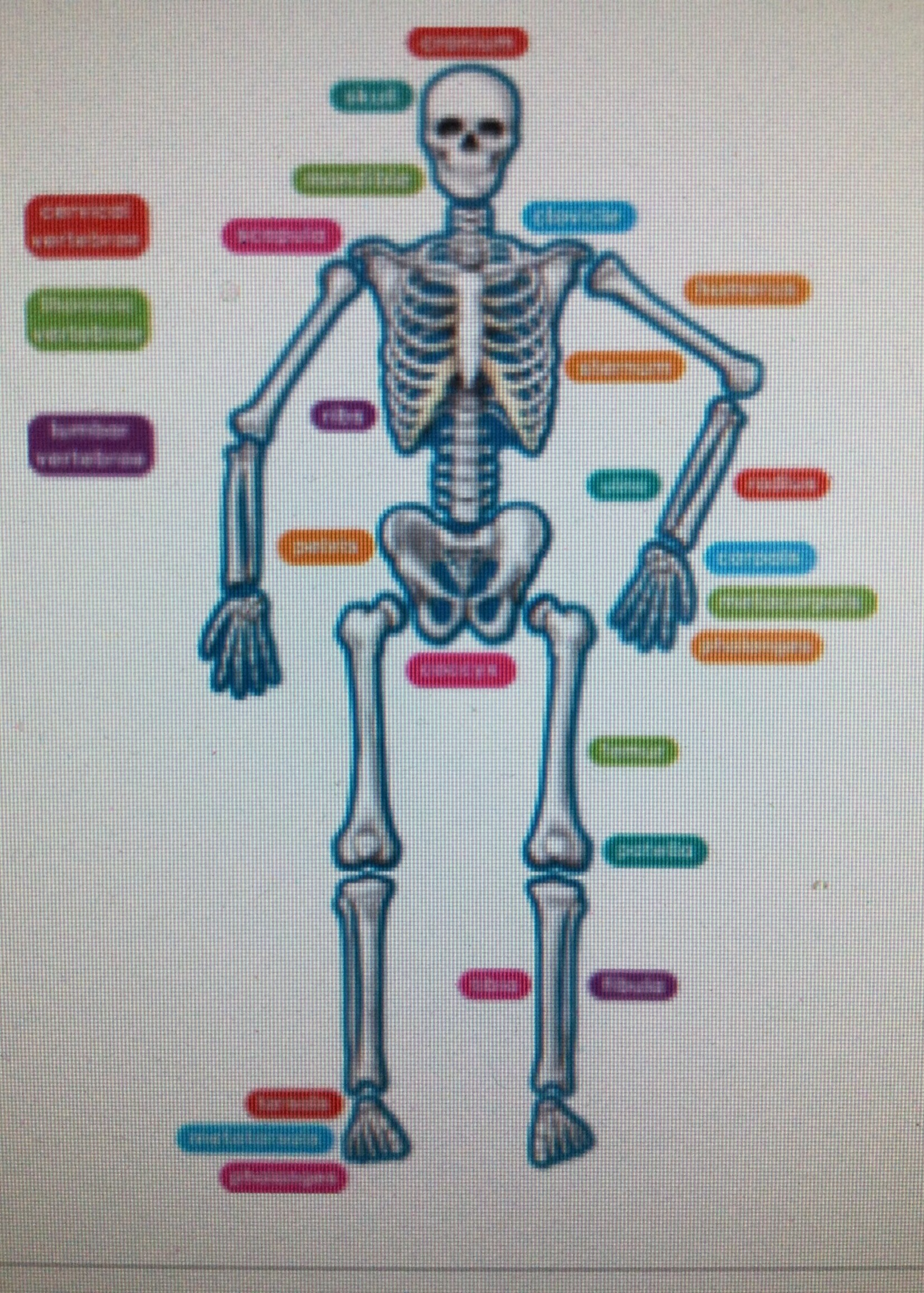 Magnetic Human Skeleton w/labels 40pc
