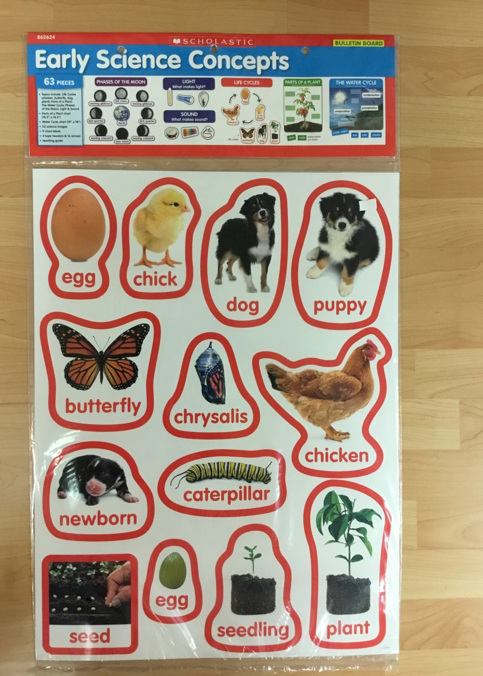 Early Science Concepts Bulletin Board