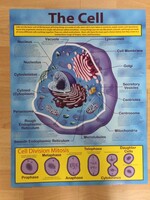 The Cell Chart