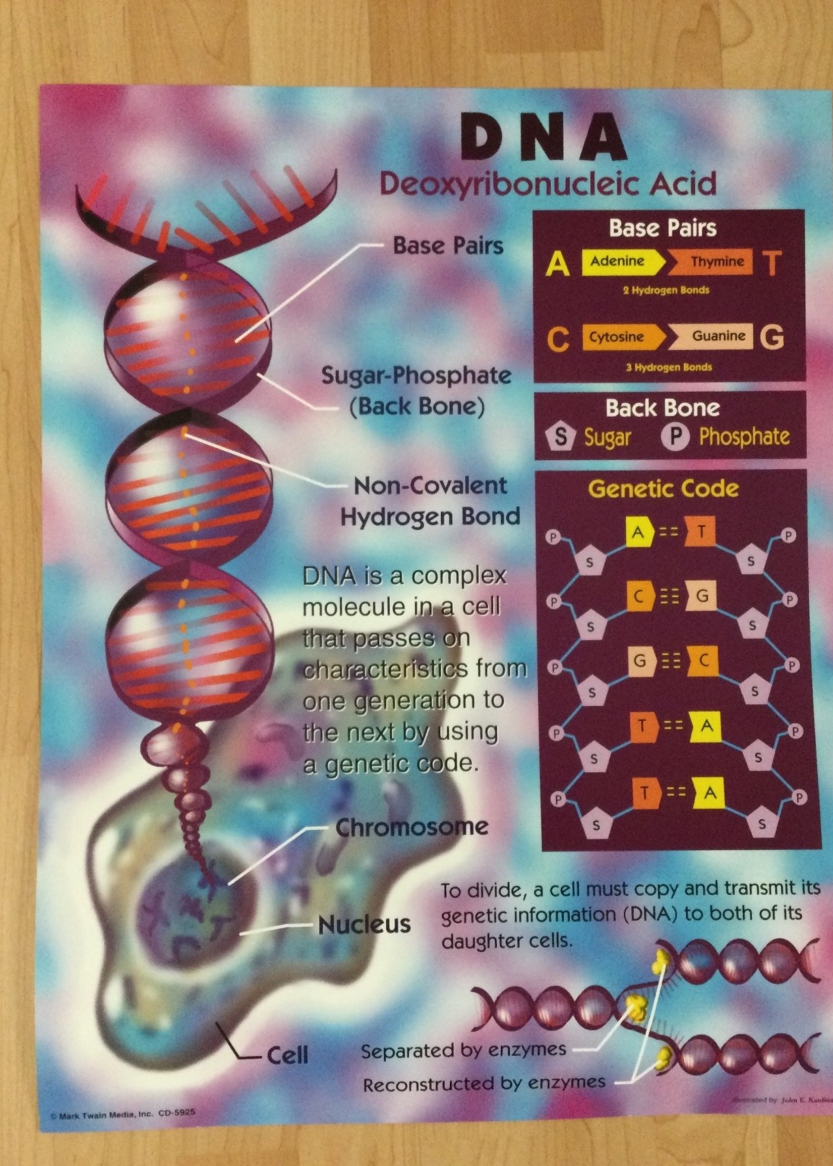 DNA Chart