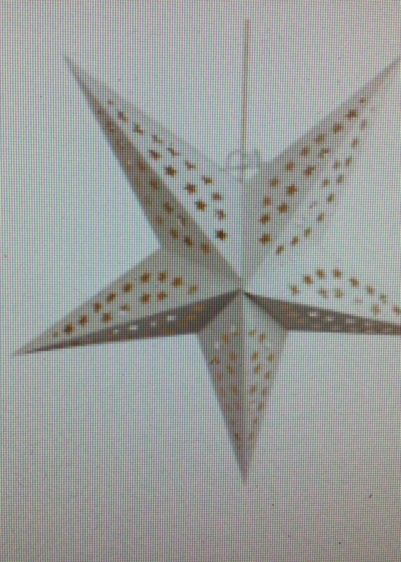 24" White Star Lantern