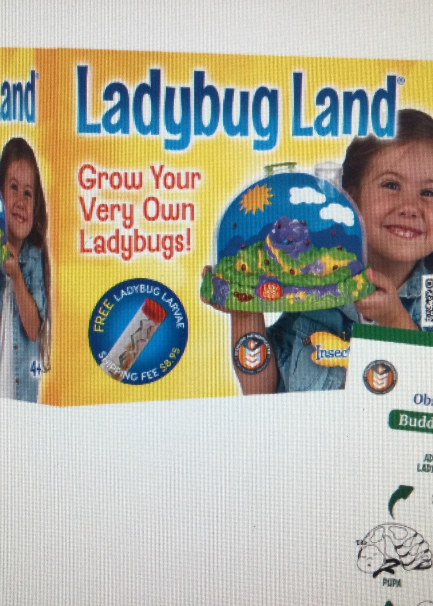 Ladybug Land