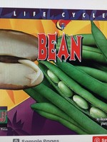 Life Cycles: Bean