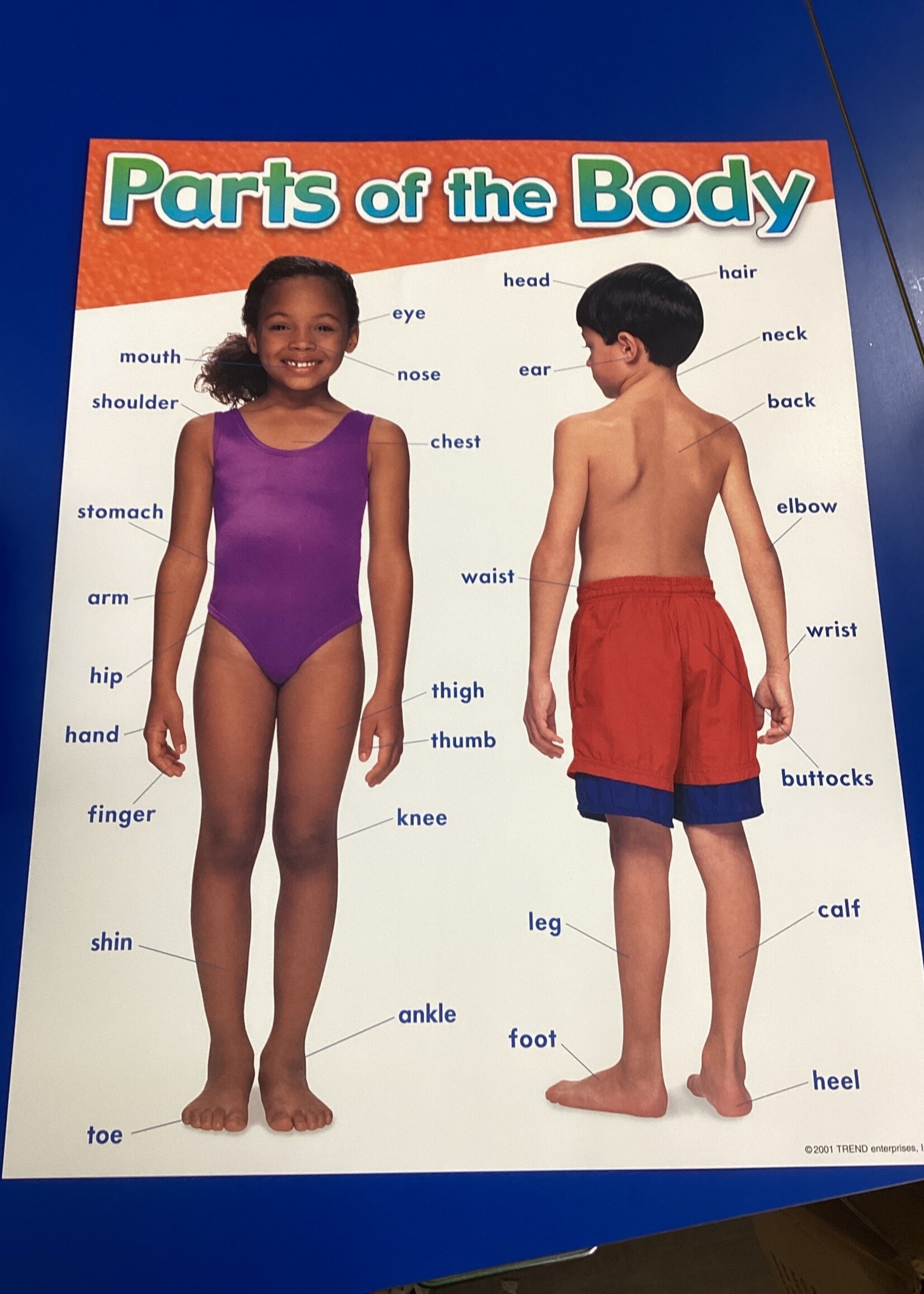 Parts of the Body Chart