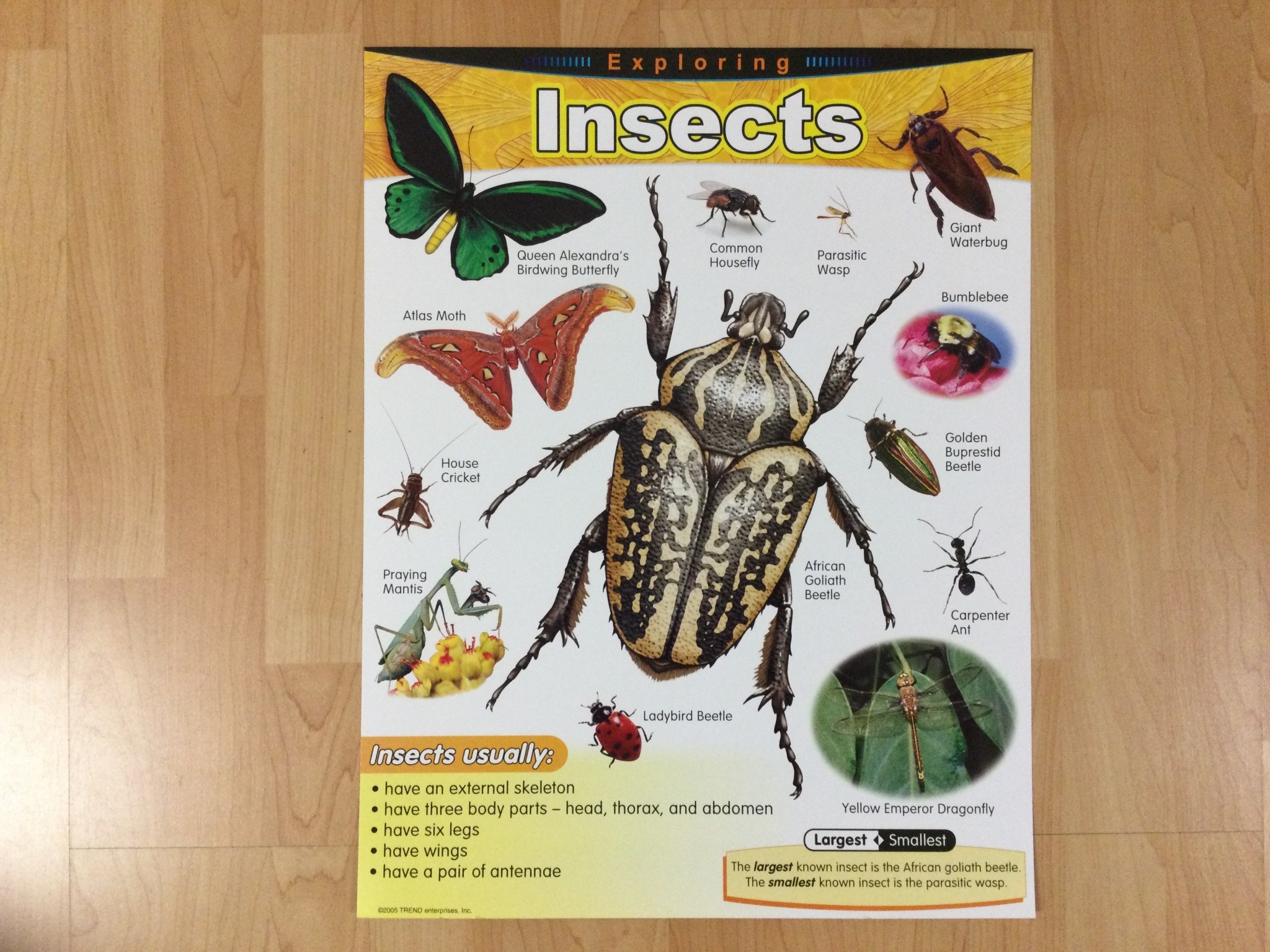 Insects Chart - School Spot