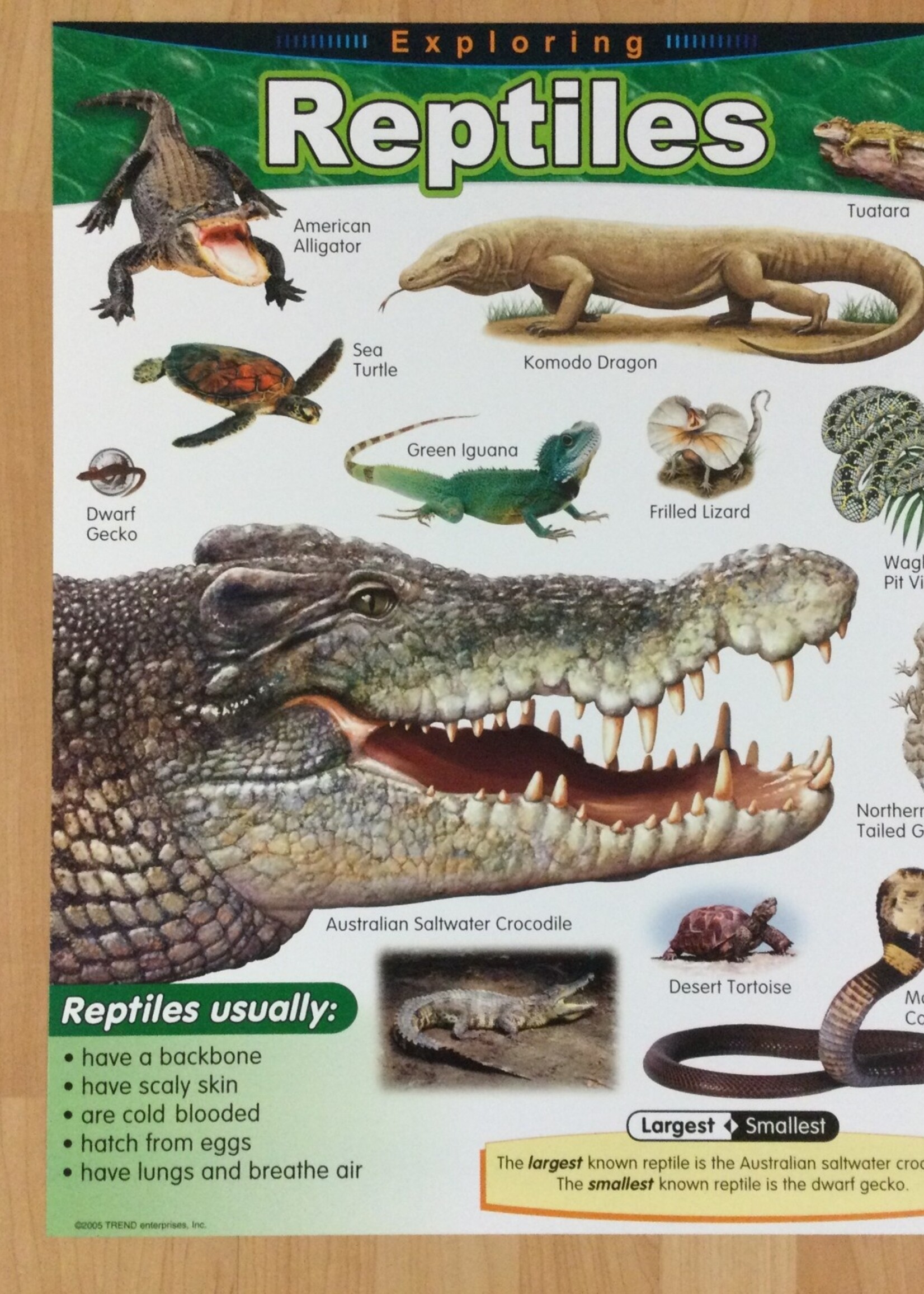 Reptiles Chart