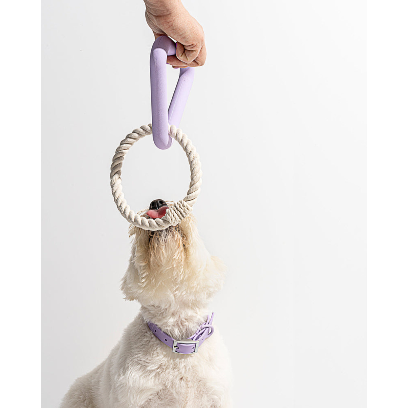 Wild One WILD ONE Triangle Tug Dog Toy LILAC