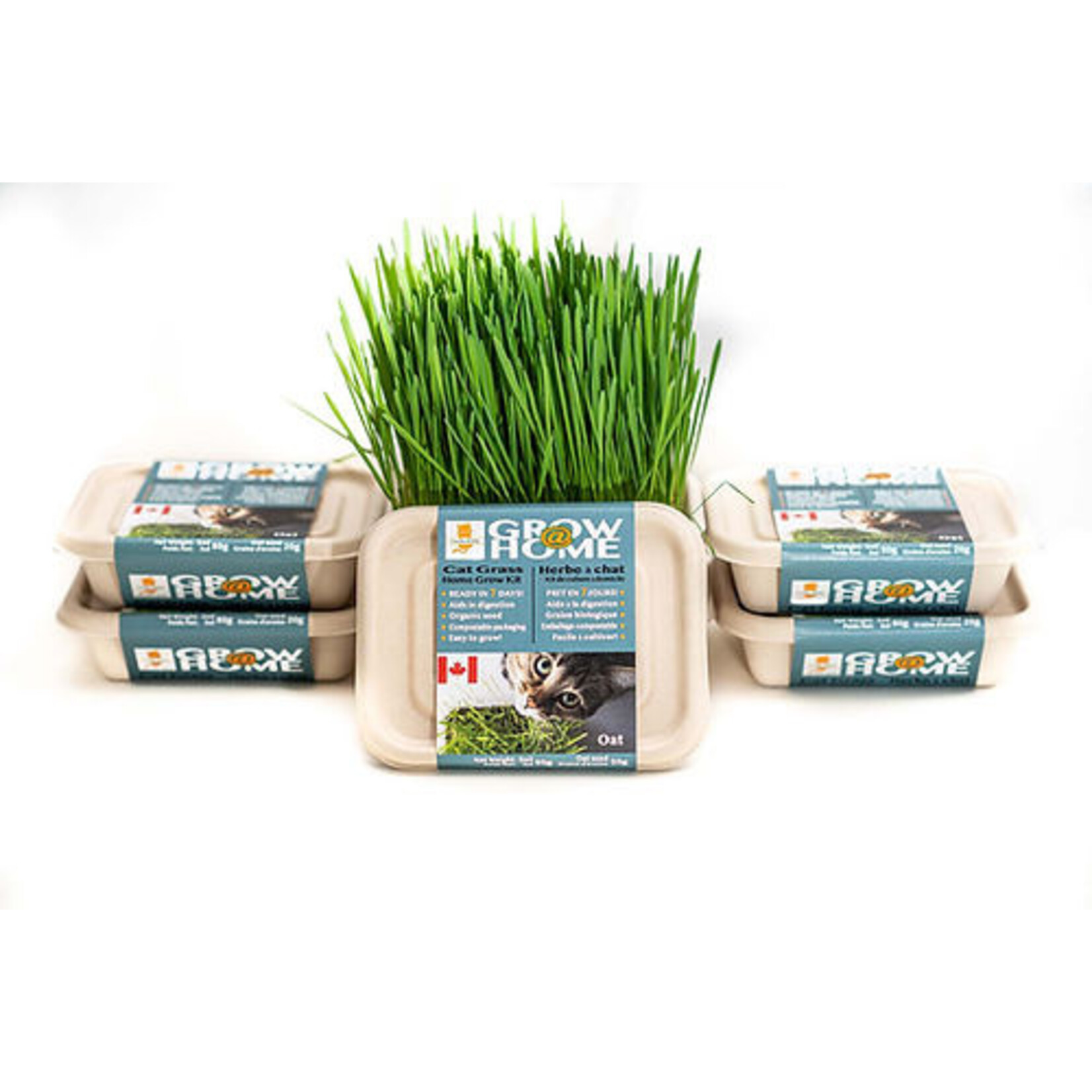 Lucky Kitty Lucky Kitty - Grow at Home Cat Grass OAT