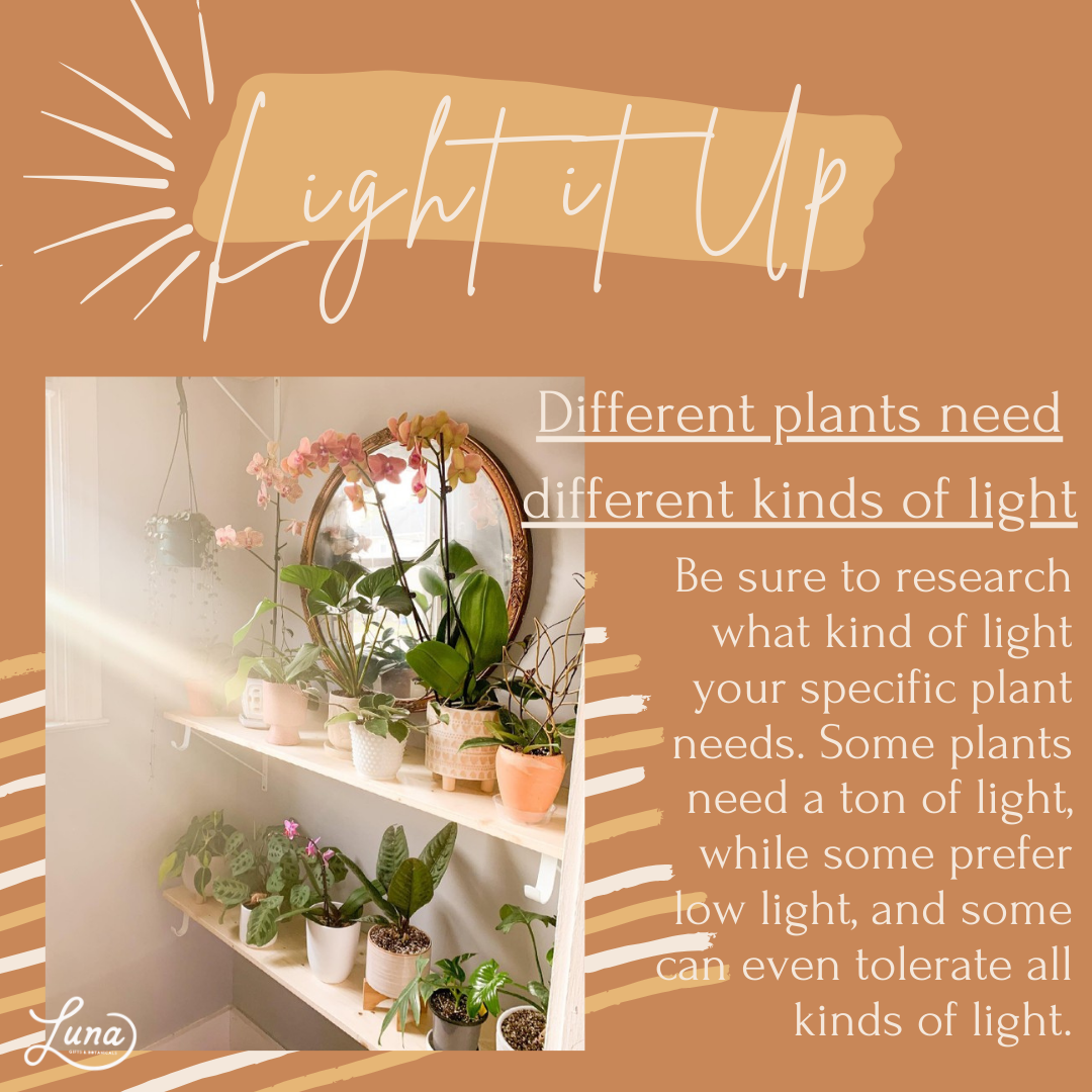 Lighting & Houseplants Luna Gifts and Botanicals