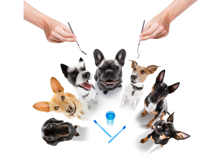 Dental Care