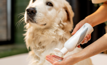 Saving Money on Shampoo By Diluting 