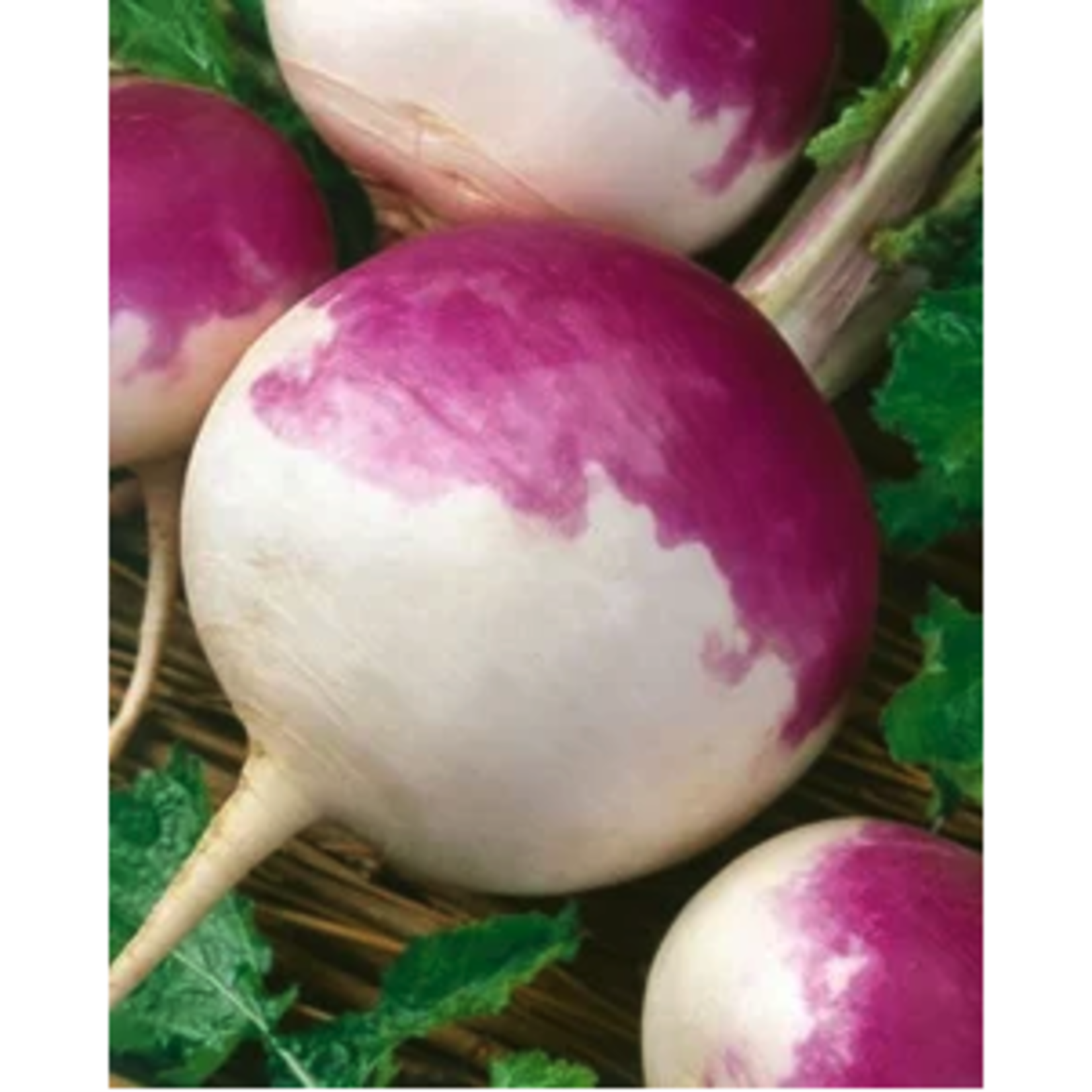 Seven Top Turnip