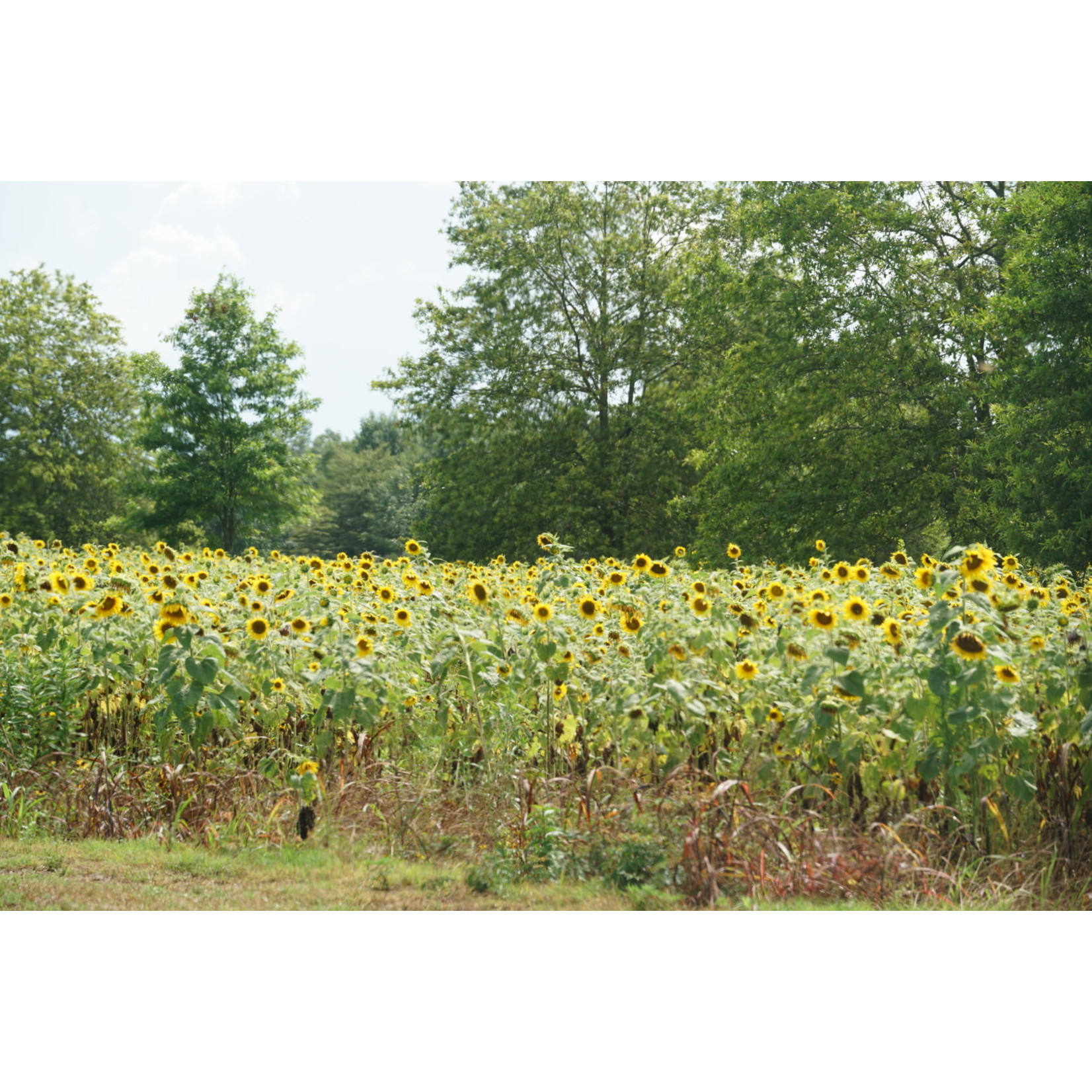 Sunflower Peredovik 50 Lbs. Planting