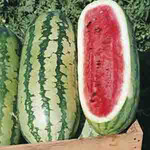 Jubilee Watermelon 1lb