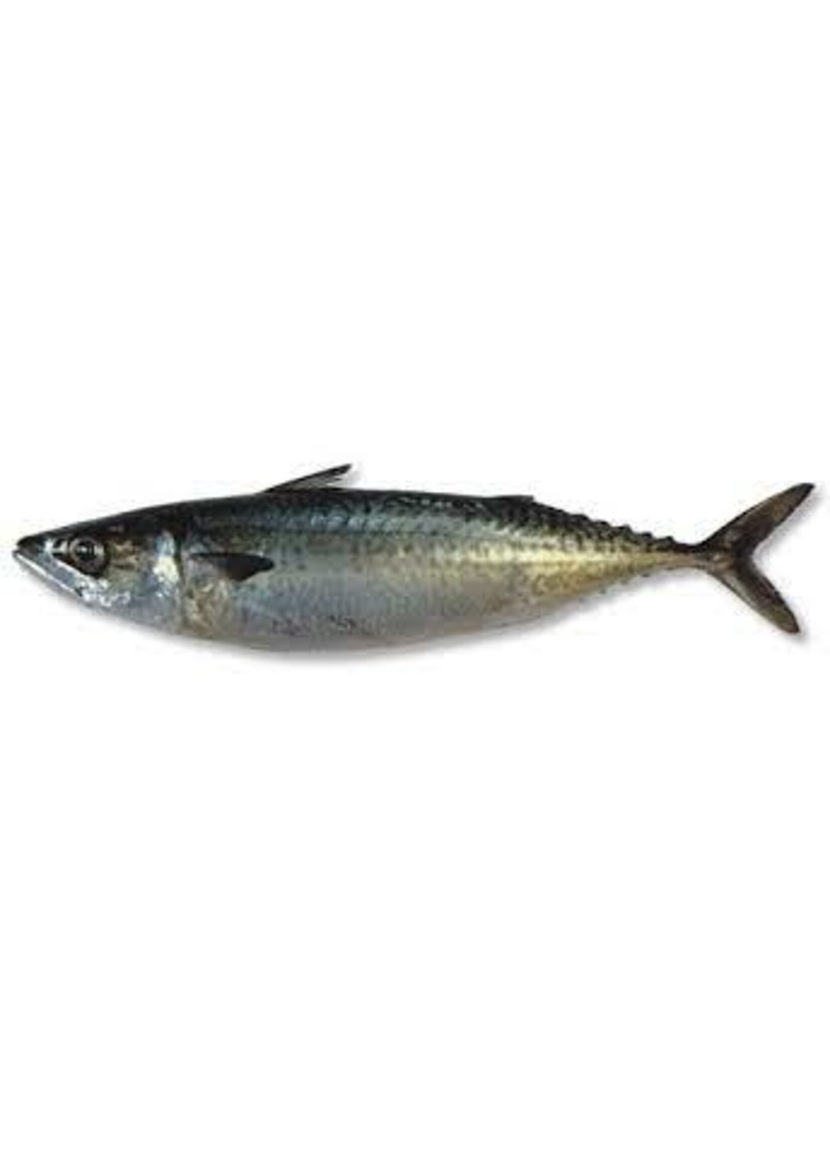 Early Bird Bait EARLY BIRD Blue Mackerel 20kg