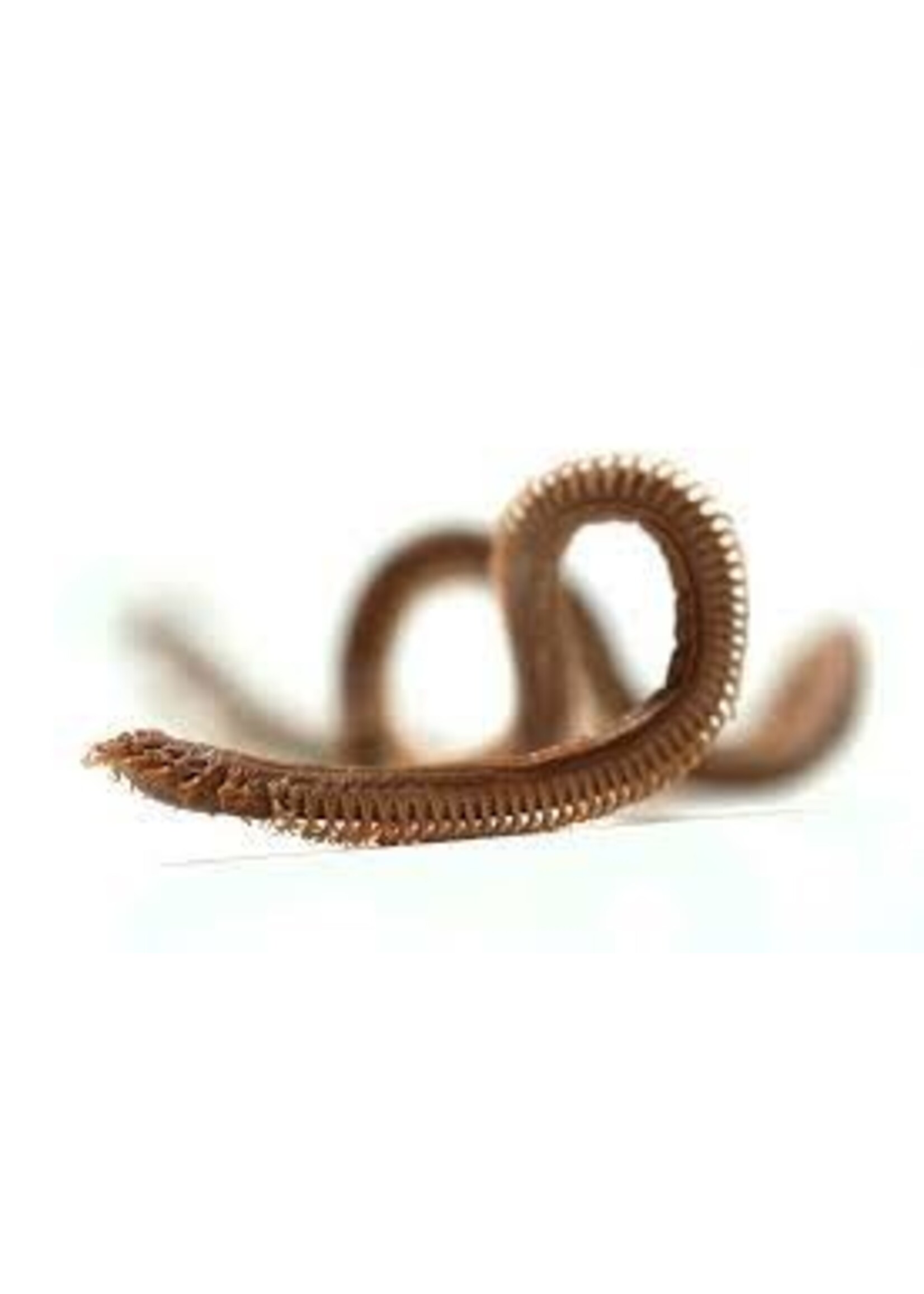 Early Bird Bait EARLY BIRD Tub Worms