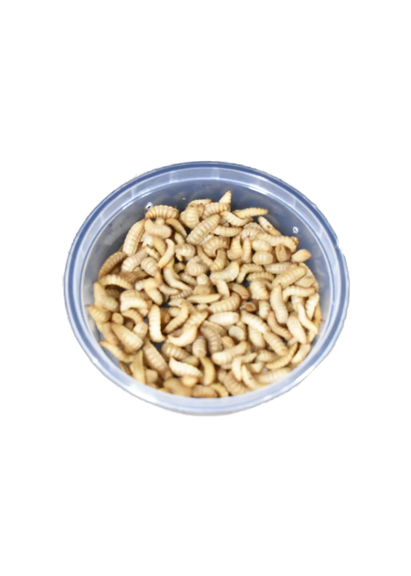 Early Bird Bait EARLY BIRD Vac Sealed Maggots