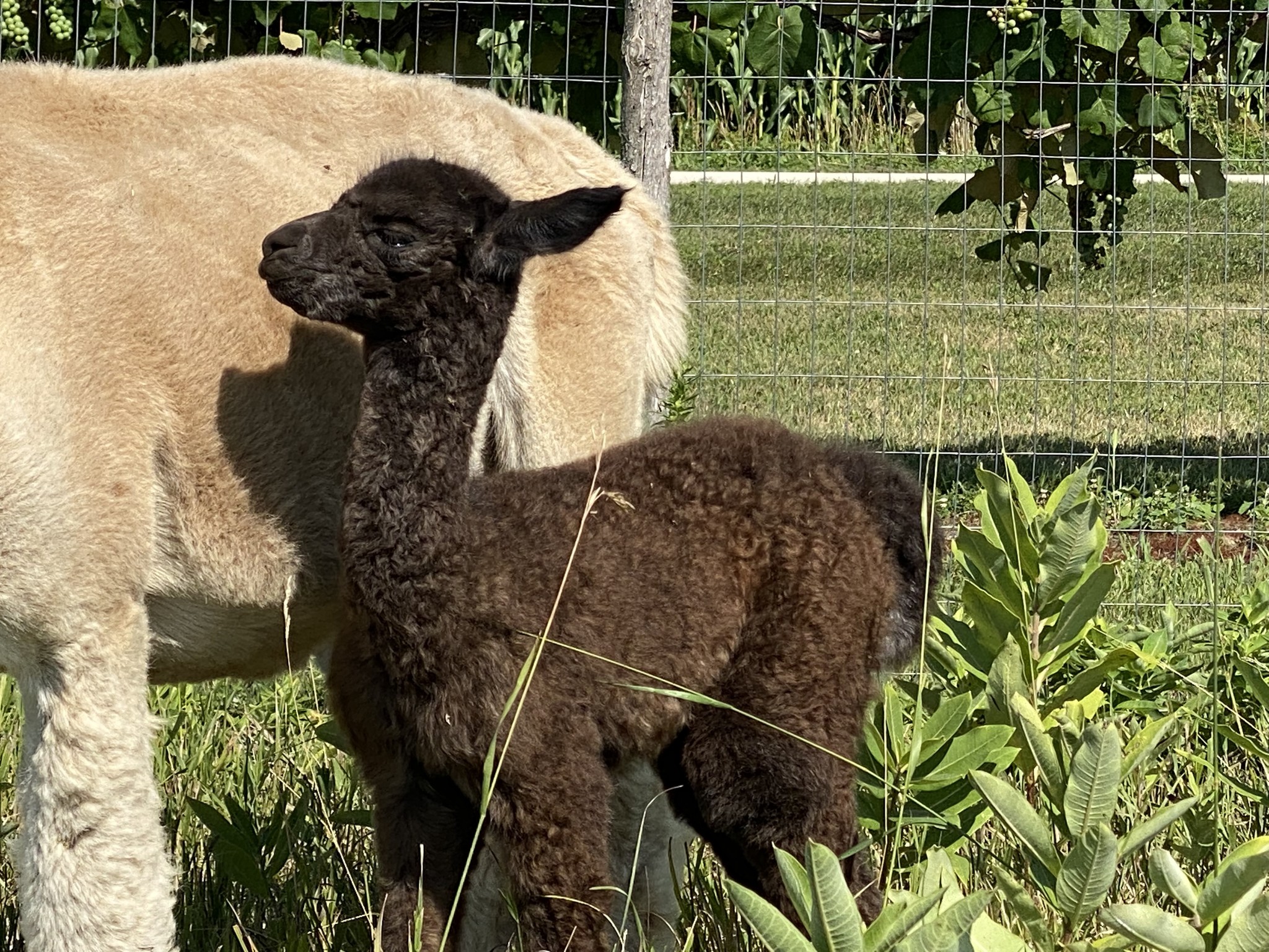 Meet Our Alpacas