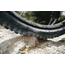 Schwalbe Tire Albert Trail Pro 29"x2.50 Radial  Addix Ultra Soft
