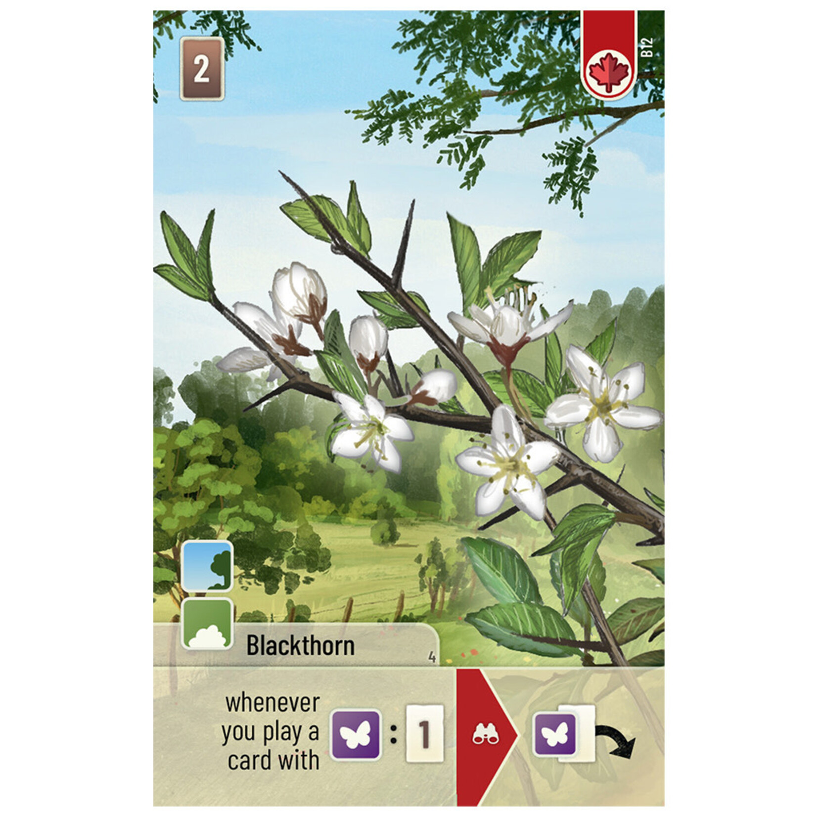 Lookout Games Forest Shuffle: Woodland Edge Expansion