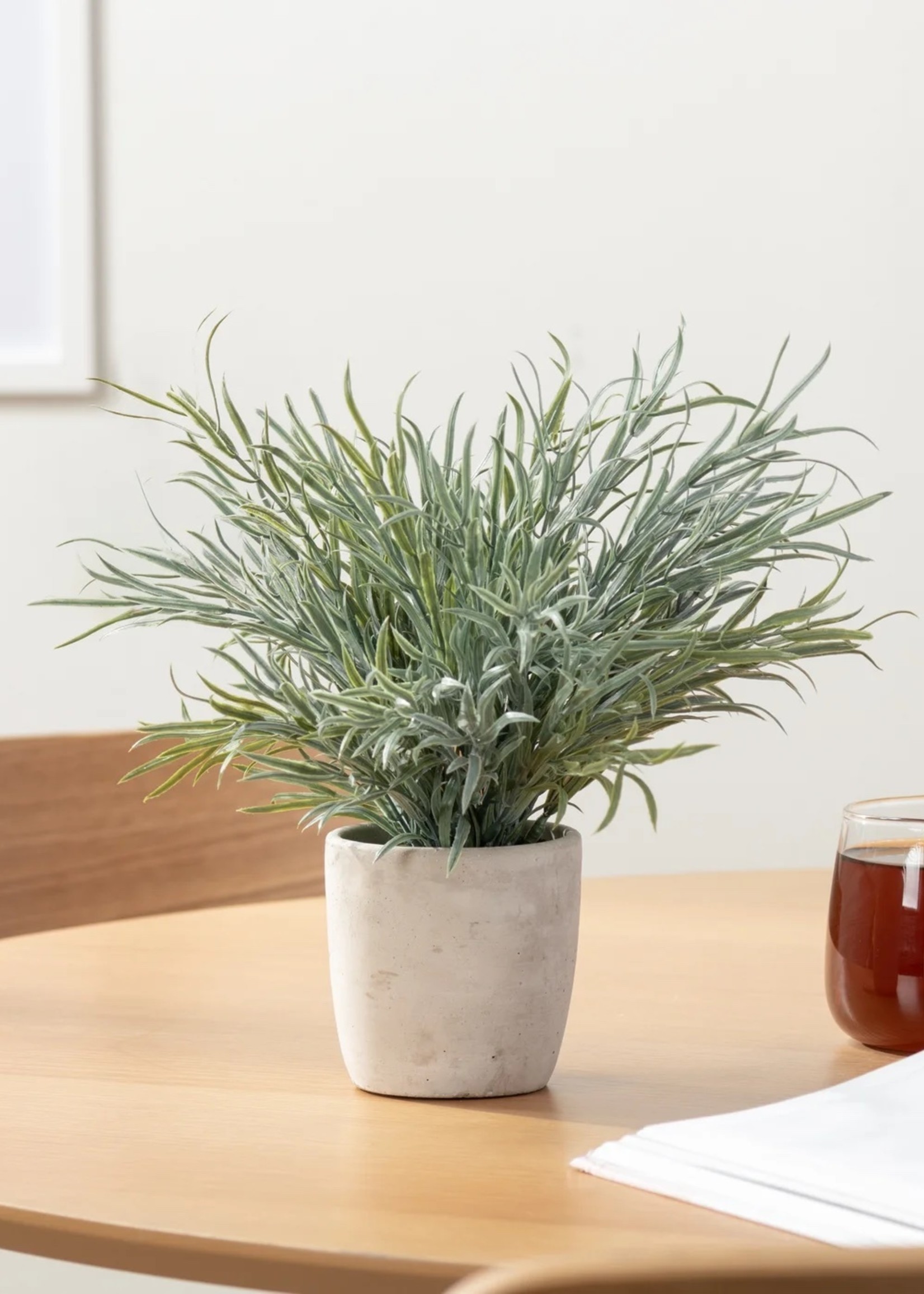 Potted Lavender Fern