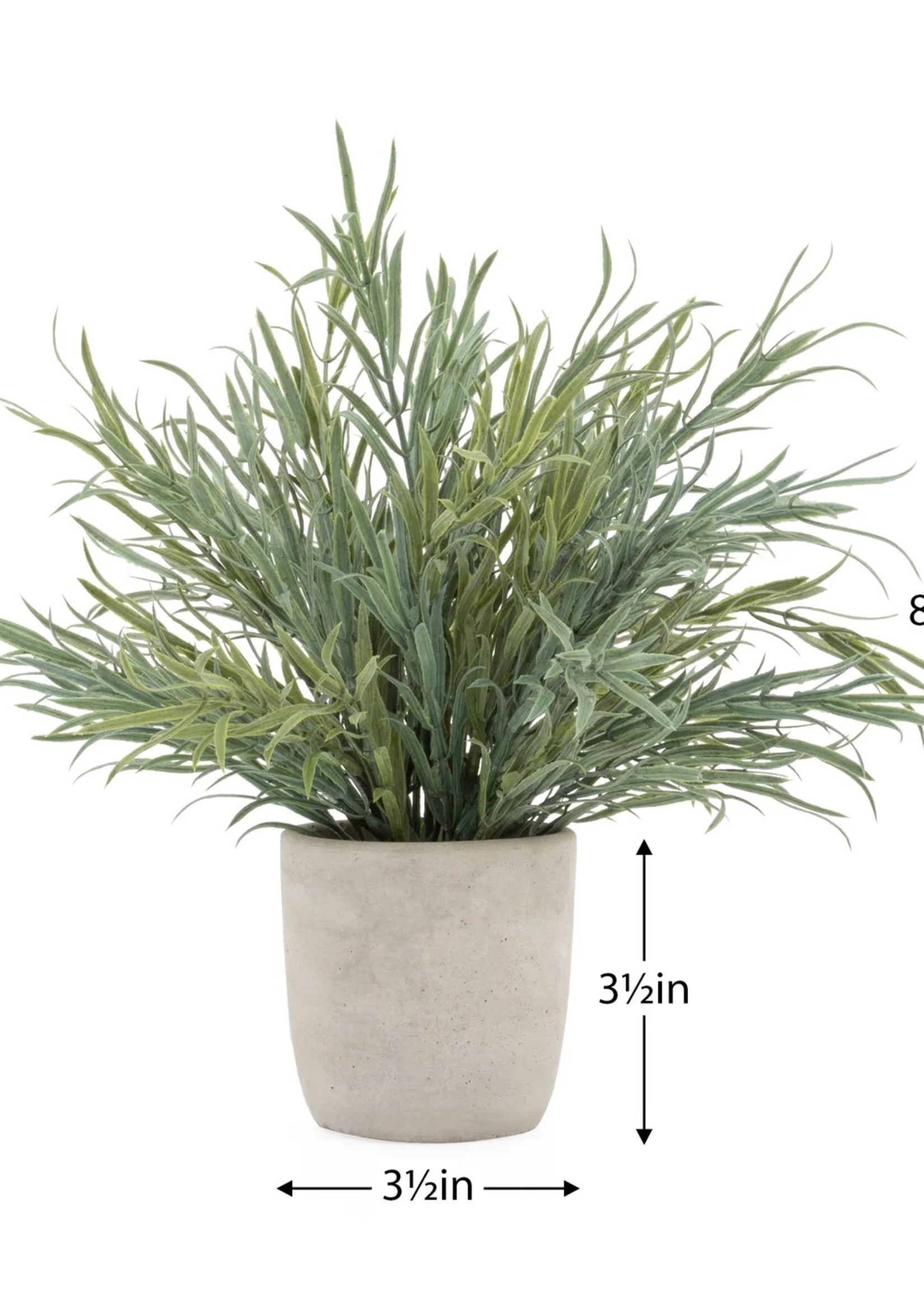 Potted Lavender Fern