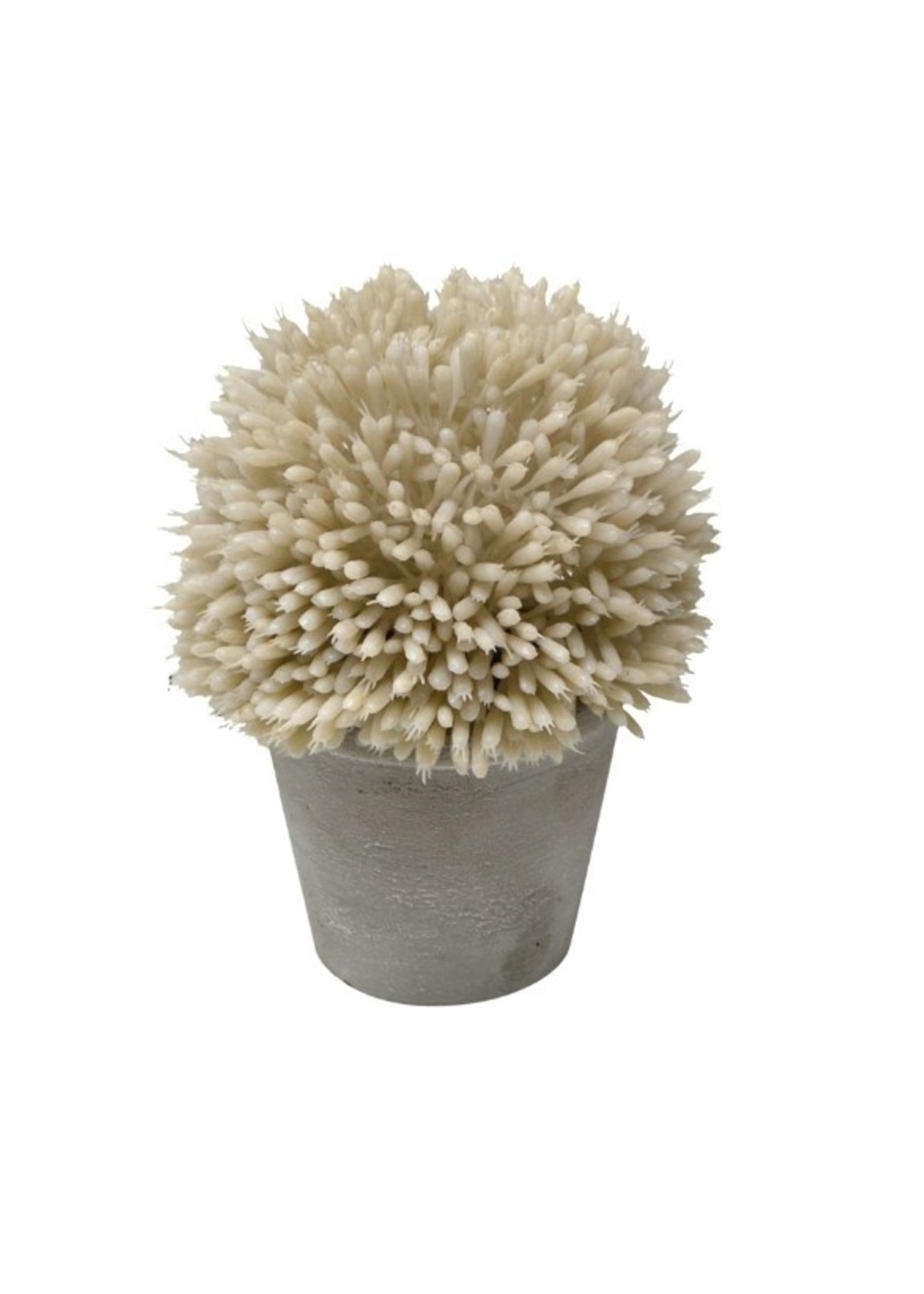 Nostalgia green onion