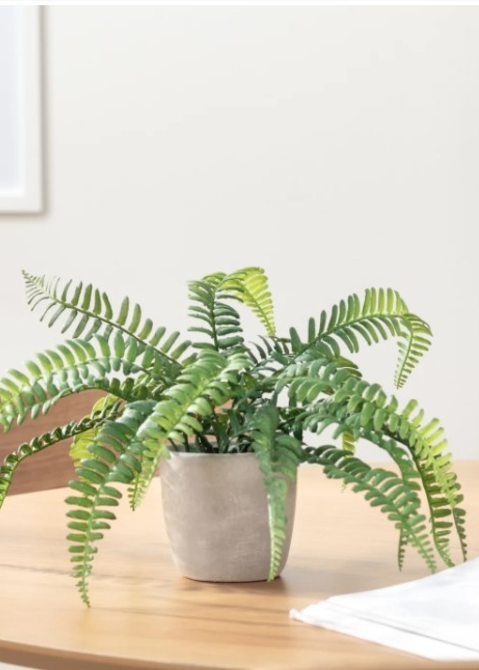 Torre & Tagus Solaro 3.5" Potted Fern  w/Concrete Pot