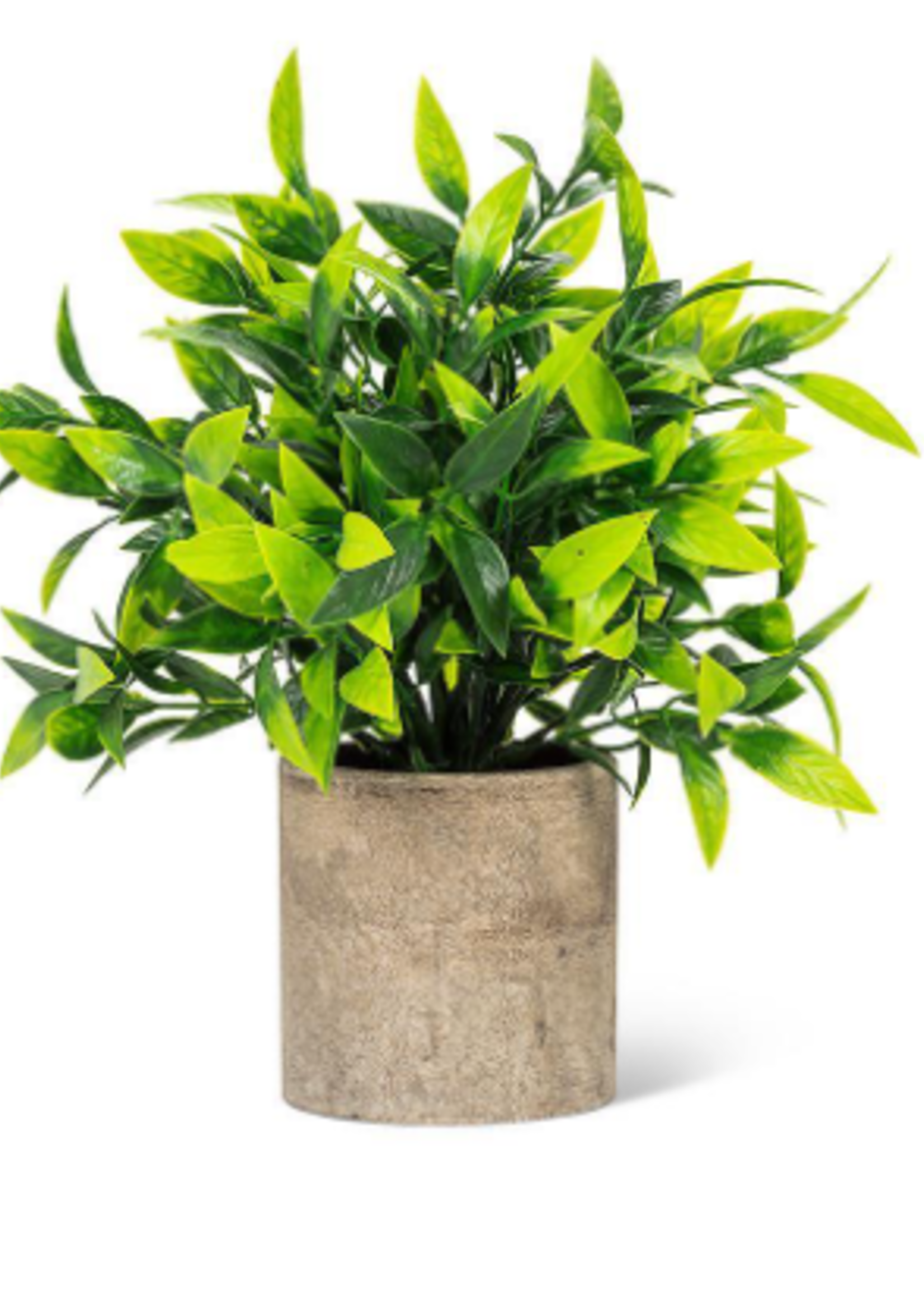 Abbott Woodhill Wide Leaf Plant * 9"H