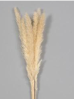 Florists Supply Dried Pampas Stems * 28"