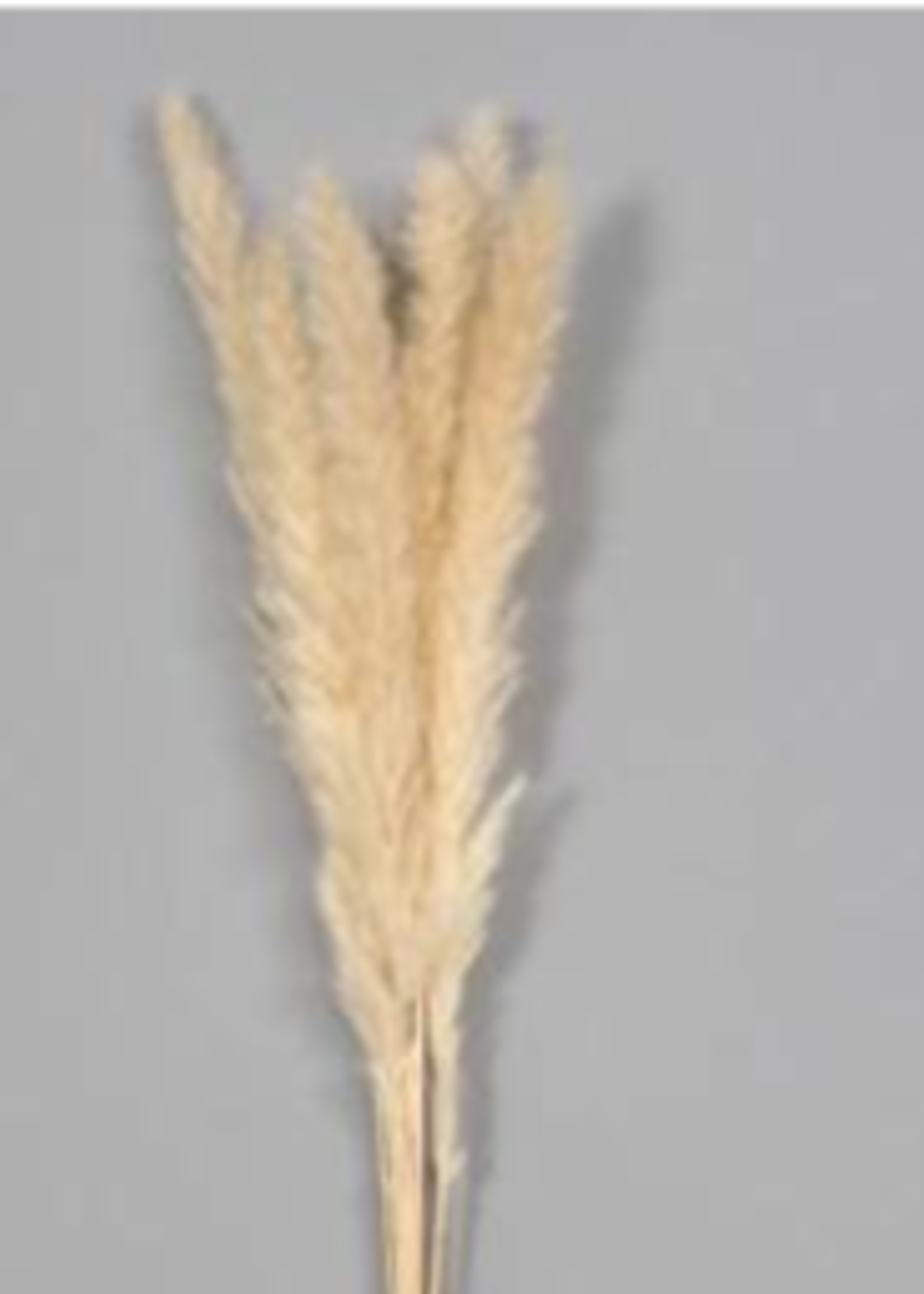 Florists Supply Dried Pampas Stems * 28"