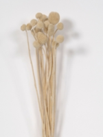 Florists Supply Pod Grass Bundle * Cream * 23" * Bundle of 7