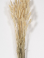 Florists Supply Bunny Tail Grass Bundle * Cream *  23"