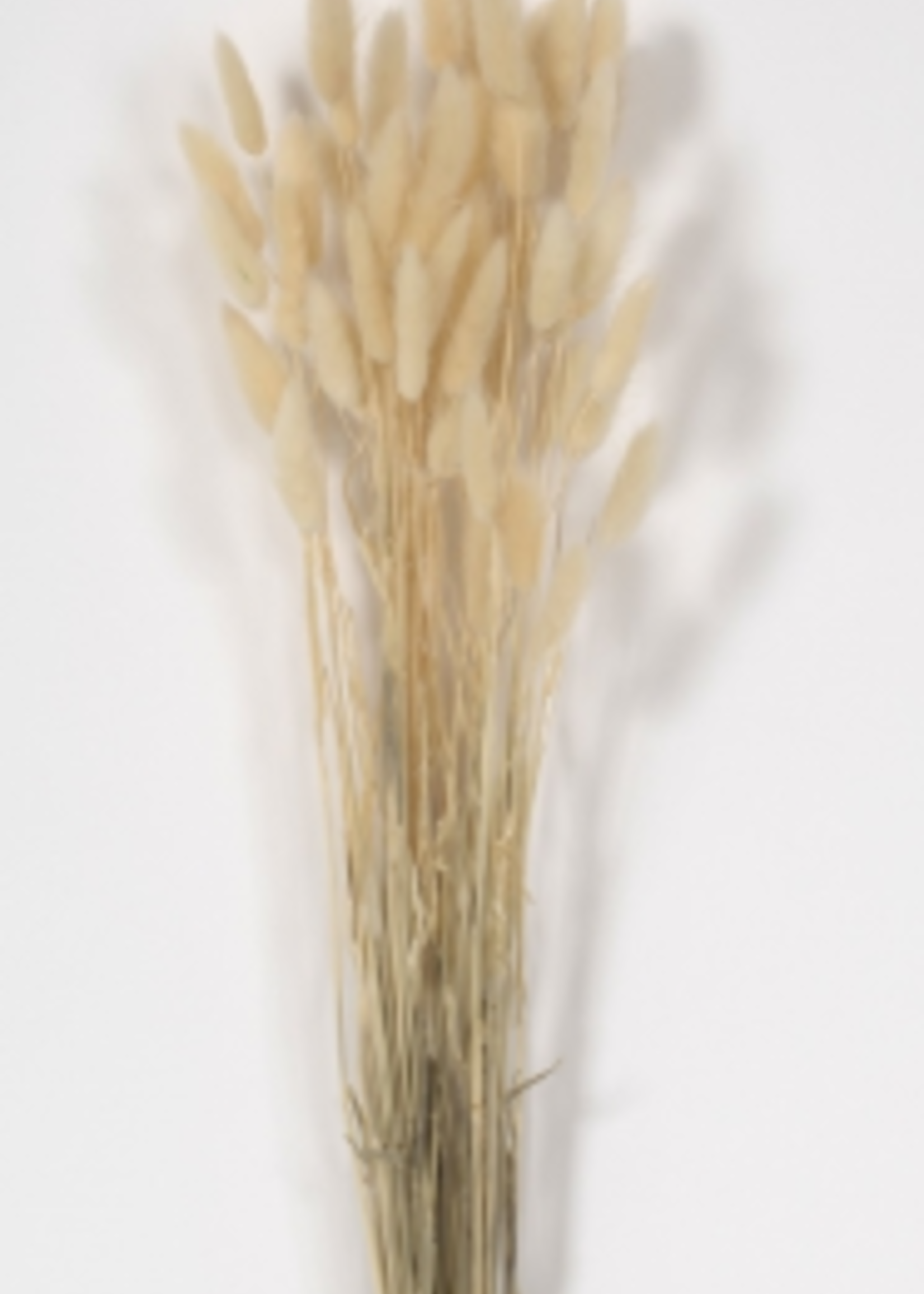 Florists Supply Bunny Tail Grass Bundle * Cream *  23"