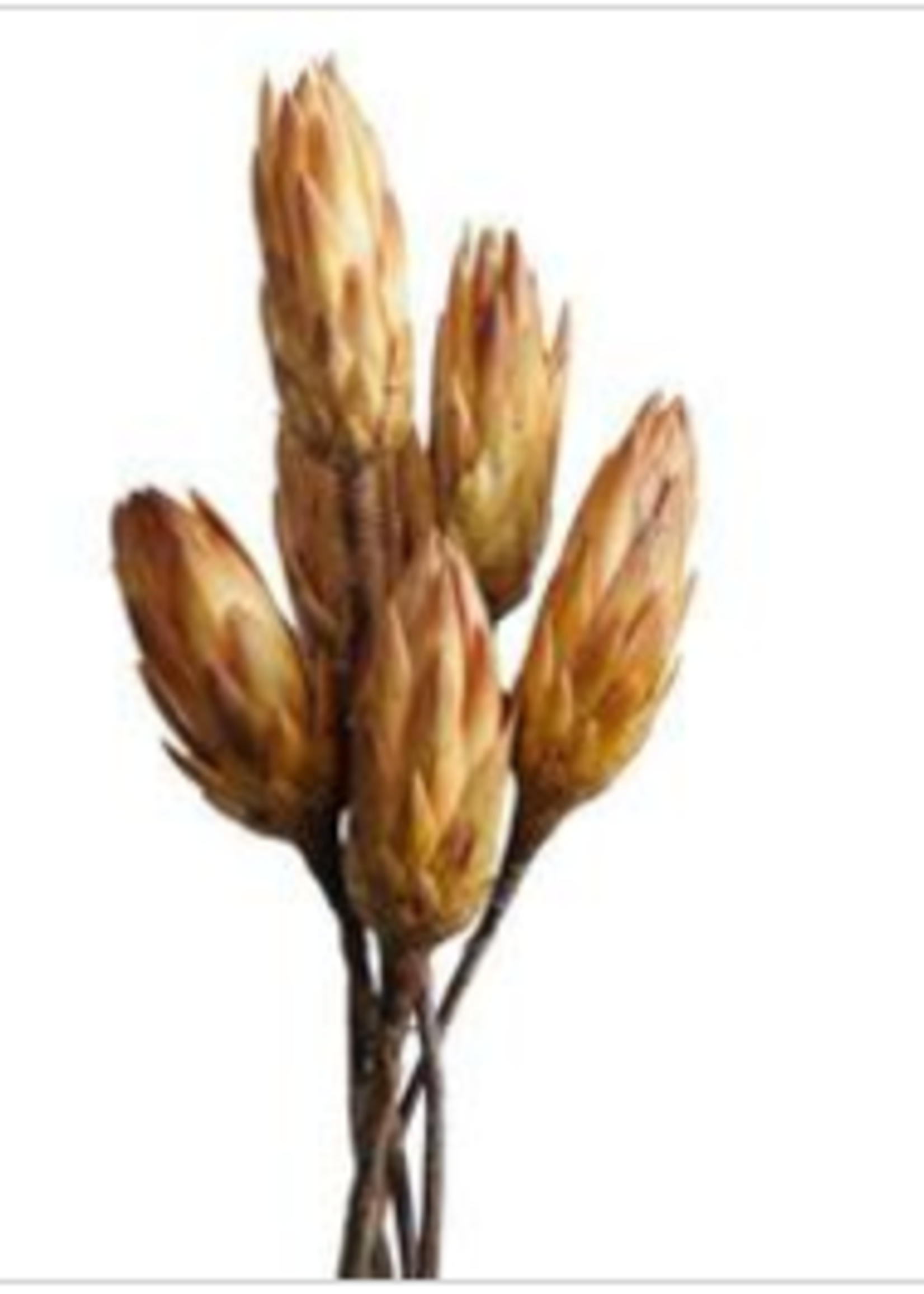 Florists Supply Protea Flower Stems