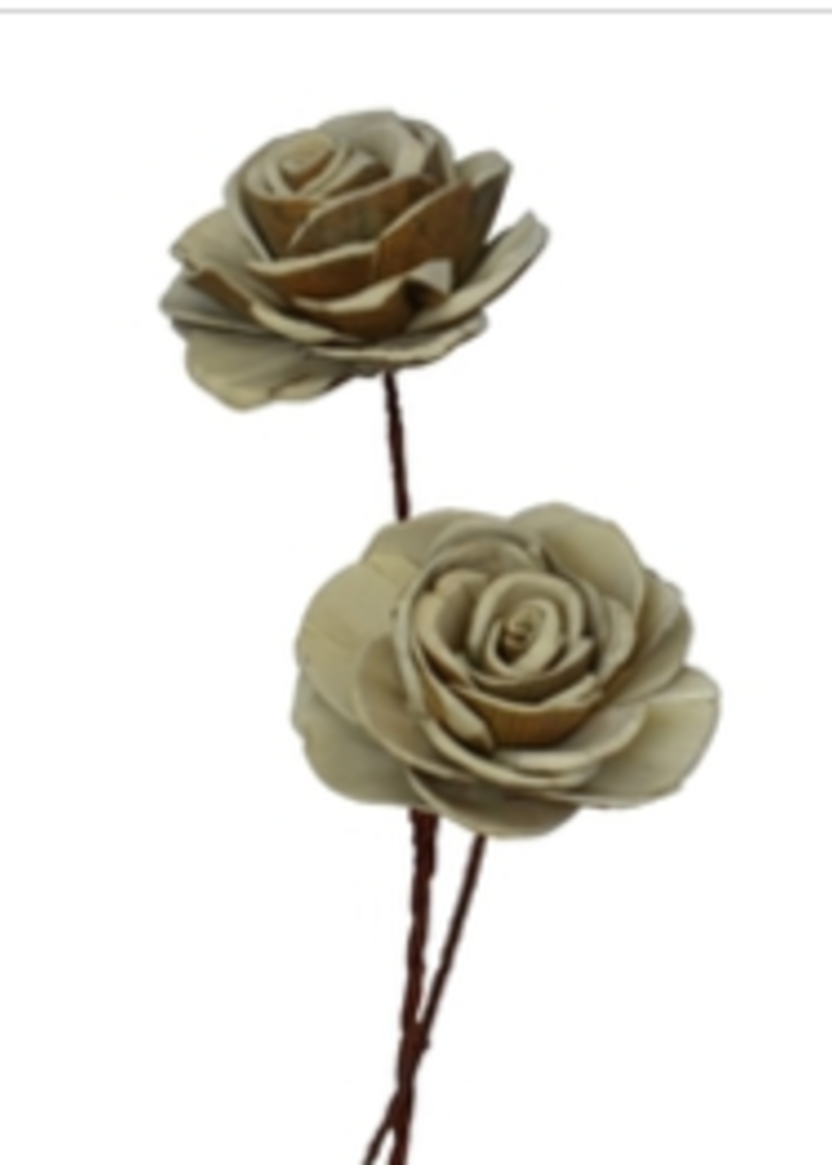 Florists Supply Dried Sola Beauty Rose * White & Brown * 16"