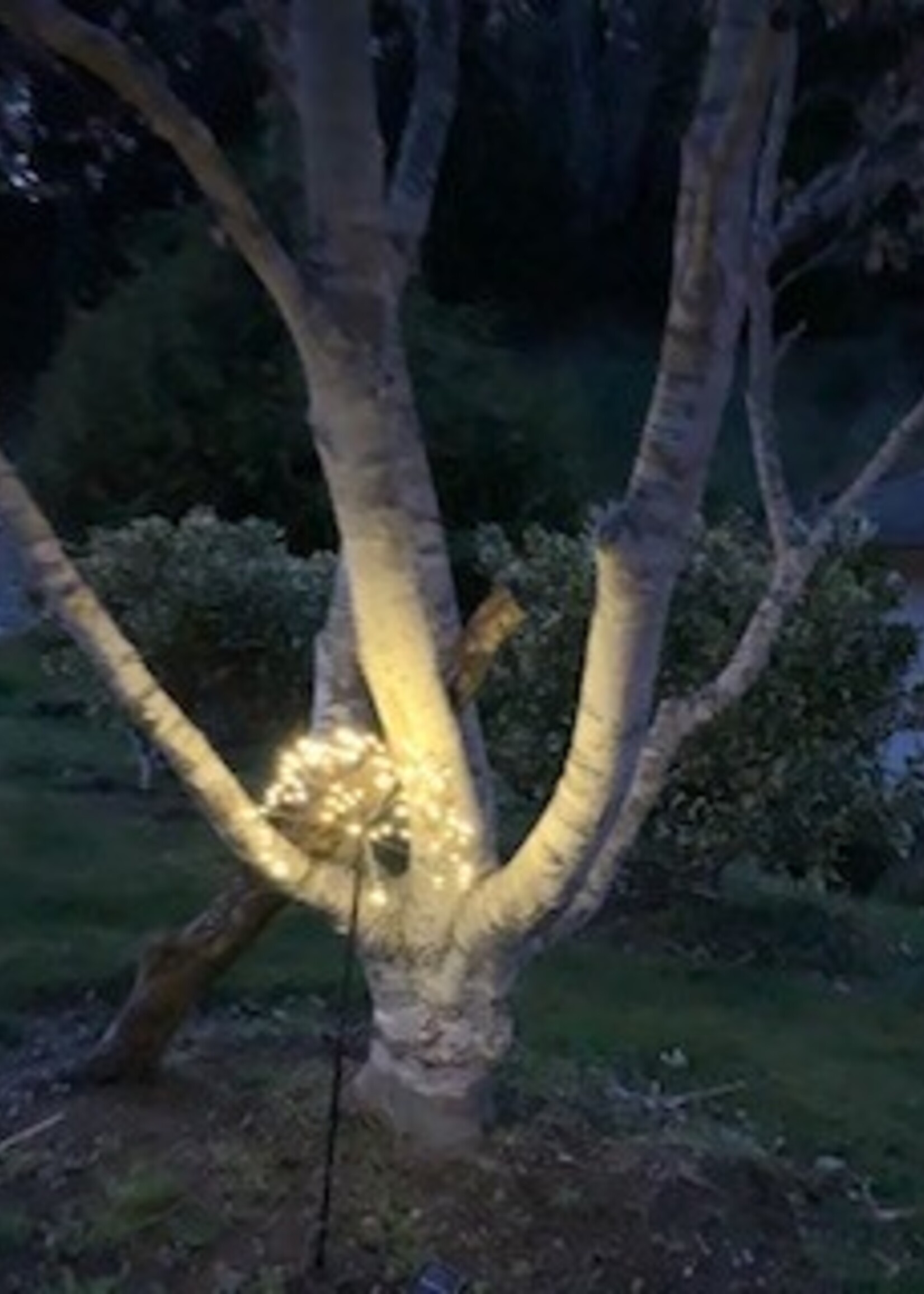 Lumina of London Solar Dandelion Light * 96 LED