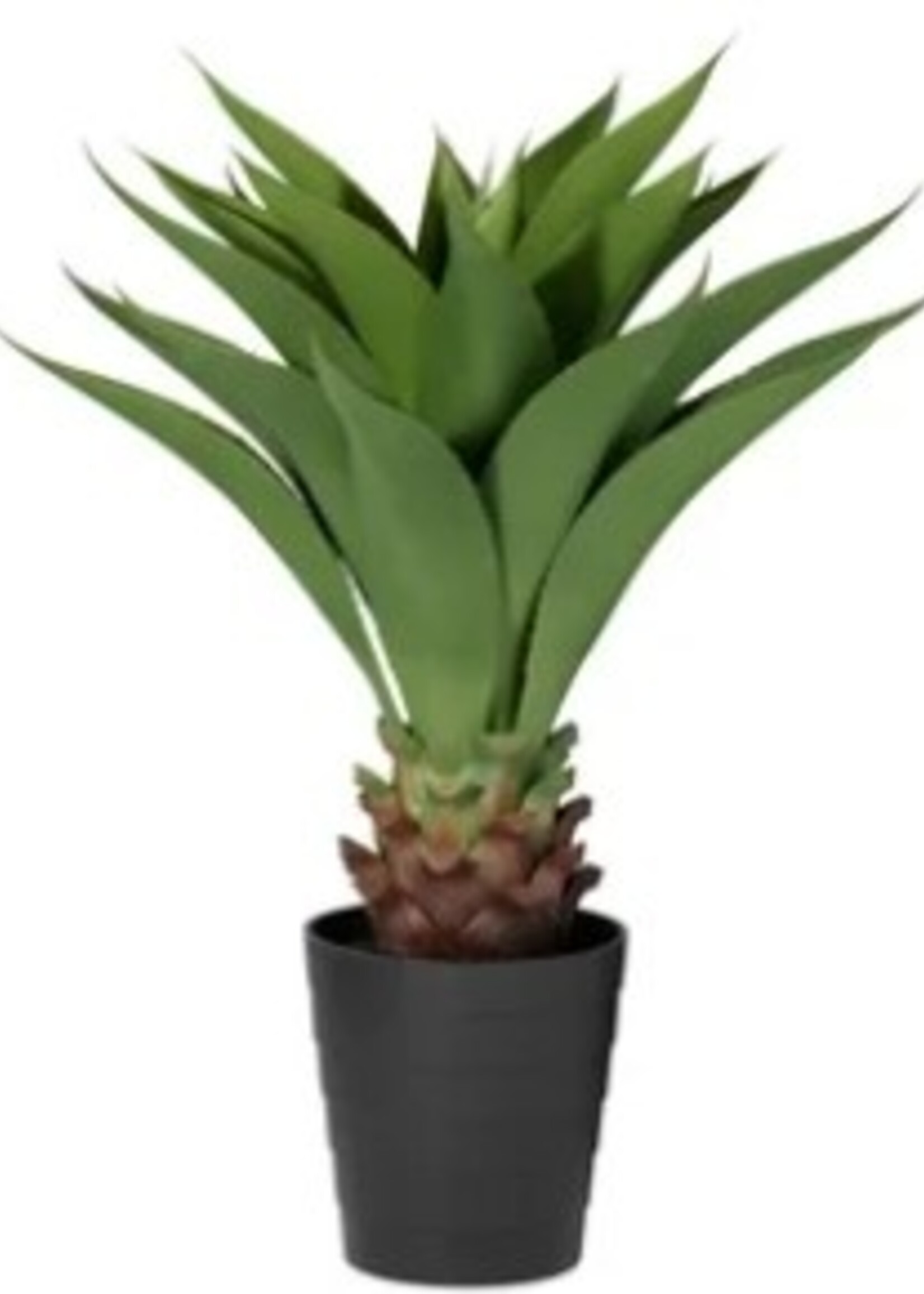 Torre & Tagus Crown Aloe Plant * 32"