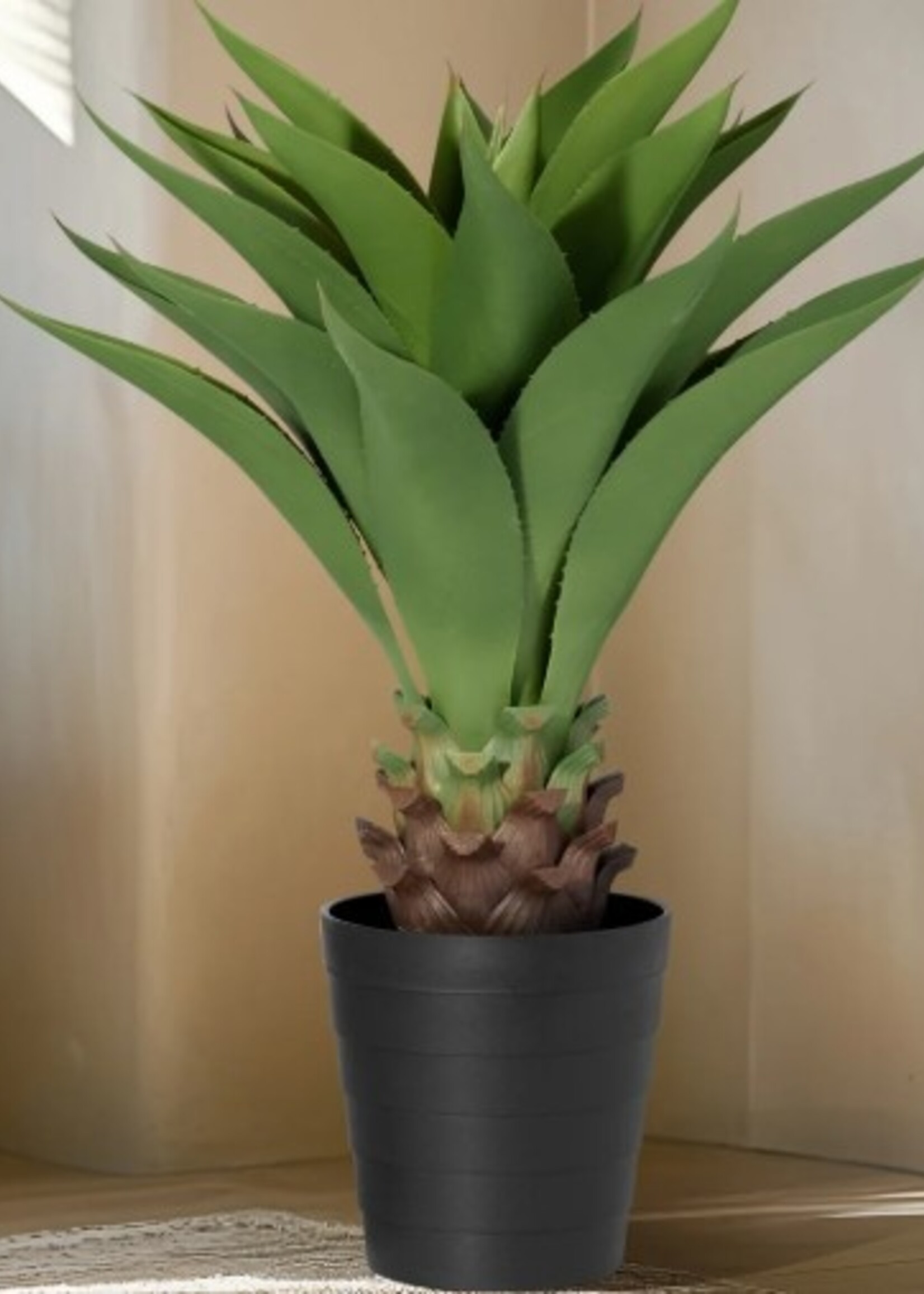 Torre & Tagus Crown Aloe Plant * 32"