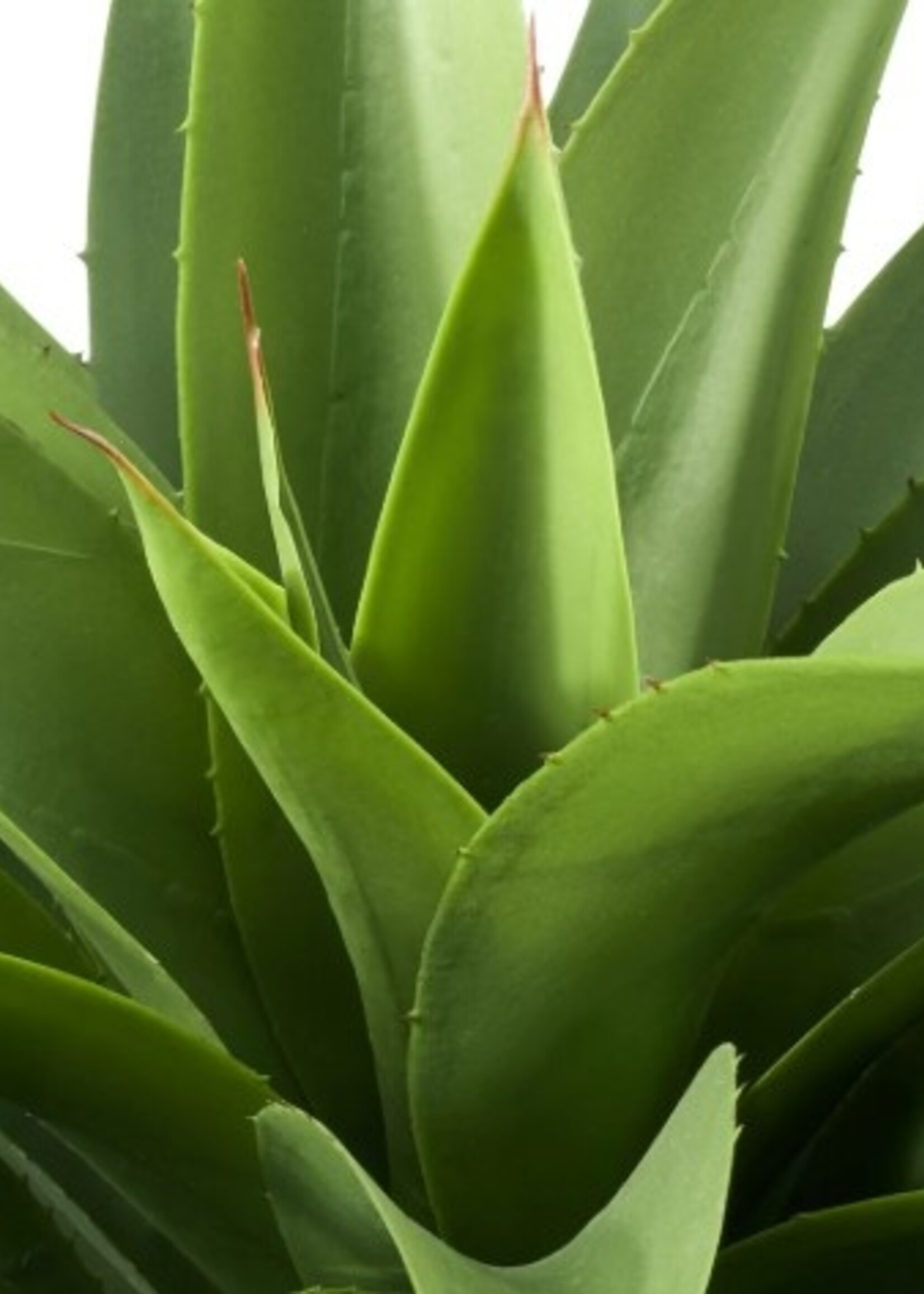 Torre & Tagus Crown Aloe Plant * 32"